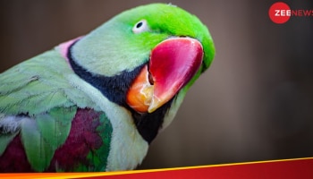  Parrot Fever: ಯುರೋಪ್ ಜಗತ್ತಿನಲ್ಲಿ ಮಾರಕವಾಗಿದೆ ಗಿಳಿ ಜ್ವರ...! ಈ ಕಾಯಿಲೆ ಬಗ್ಗೆ ನಿಮಗೆಷ್ಟು ಗೊತ್ತು?