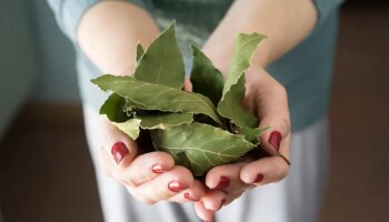 Bay Leaves Remedy: ರಾತ್ರೋರಾತ್ರಿ ನಿಮ್ಮನ್ನು ಶ್ರೀಮಂತರನ್ನಾಗಿಸುತ್ತವೆ ತಮಾಲಪತ್ರದ ಈ ಉಪಾಯಗಳು!