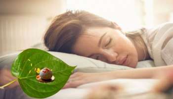 ತಲೆದಿಂಬಿನ ಕೆಳಗೆ ಈ ಎಲೆಯನ್ನು ಇಟ್ಟುಕೊಂಡು ಮಲಗಿದರೆ ಧನ ಲಾಭ, ನೆಮ್ಮದಿ ಲಭಿಸುತ್ತದೆ..!