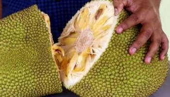 Jackfruit Seed: ಬಾದಾಮಿಗಿಂತ ಹೆಚ್ಚು ಪ್ರಯೋಜನಕಾರಿ ಈ ಹಣ್ಣಿನ ಬೀಜ!! ಸರ್ವರೋಗಕ್ಕೂ ಮದ್ದು!