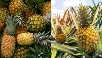 ತಾಪಮಾನದ ಹೆಚ್ಚಳದಿಂದ ವಾಹನದಲ್ಲಿಯೇ ಹಣ್ಣಾಗುತ್ತಿವೆಯಂತೆ ಈ ಹಣ್ಣುಗಳು!!