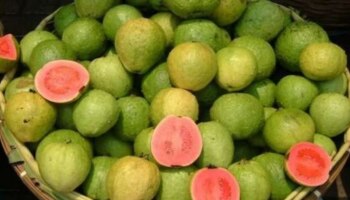 Guava Fruit: ಸೀಬೆ ಹಣ್ಣು ಸೇವನೆಯ ಅದ್ಭುತ ಆರೋಗ್ಯ ಪ್ರಯೋಜನಗಳು