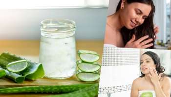 Aloe Vera: ಅಲೋವೆರಾವನ್ನು ಕೂದಲು ಹಾಗೂ ಚರ್ಮದ ಆರೈಕೆಗೆ ಬಳಸಲು ಸುಲಭ ಮಾರ್ಗಗಳನ್ನು ತಿಳಿಯಿರಿ!