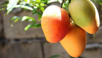 Mango In Diabetes: ಮಧುಮೇಹದಿಂದ ಬಳಲುತ್ತಿರುವ ವ್ಯಕ್ತಿಯು ಮಾವಿನಹಣ್ಣು ತಿಂದರೆ ಏನಾಗುತ್ತೆ?