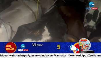 More than 20 cows, transported in canter