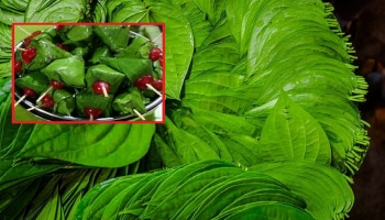 Benefits Of Betel Leaves: ವೀಳ್ಯದೆಲೆಯ ಅದ್ಭುತ ಆರೋಗ್ಯ ಪ್ರಯೋಜನಗಳು