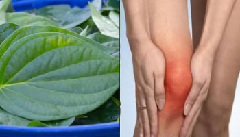 ಸ್ಟೋನ್ ರೂಪ ಪಡೆಯುವ ಮುನ್ನವೇ ಯೂರಿಕ್ ಆಸಿಡ್ ಅನ್ನು ದೇಹದಿಂದ ಹೊರ ಹಾಕುತ್ತದೆ ವೀಳ್ಯದೆಲೆ!ಈ ಹೊತ್ತಿನಲ್ಲಿ ಹೀಗೆಯೇ ಸೇವಿಸಿ ! 