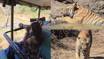 Sangeetha Sringeri: ಬಂಡೀಪುರದಲ್ಲಿ ಸಫಾರಿ ವೇಳೆ ಹುಲಿ ನೋಡಿ ಗಾಬರಿಯಾದ ಬಿಗ್‌ ಬಾಸ್‌ ಸಂಗೀತಾ!