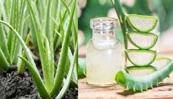 Benefits of aloevera: ತ್ವಚೆ ಮತ್ತು ಕೂದಲಿನ ಆರೋಗ್ಯಕ್ಕೆ ಅಲೋವೆರಾ