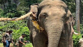  Elephants Census 2024: ಮೇ 23, 24 ಮತ್ತು 25 ರಂದು ದಕ್ಷಿಣದ ರಾಜ್ಯಗಳಲ್ಲಿ ಆನೆ ಗಣತಿಗೆ ಚಾಲನೆ 