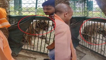 Viral Video: ʼಹಲೋ ಹುಲಿʼ ಎಂದ ಸಿಎಂ ಯೋಗಿಗೆ ಗುರ್‌..‌ ಗುರ್... ಎಂದ ವ್ಯಾಘ್ರ!