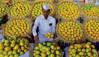 ಹಣ್ಣಿನ ರಾಜಾ ಮಾವಿಗೆ ಚಿನ್ನದ ಬೆಲೆ : ಖರೀದಿಗೆ ಹಿಂದೇಟು ಹಾಕುತ್ತಿರುವ ಗ್ರಾಹಕರು 