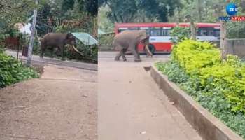 ಬಿಳಿಗಿರಿರಂಗನ ಬೆಟ್ಟದ ಮುಖ್ಯ ರಸ್ತೆ ಬಳಿಯೇ ಗಜರಾಜನ ಆರ್ಭಟ- ಆತಂಕದಲ್ಲಿ ಜನ 