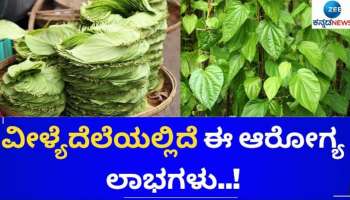 ಊಟದ ಬಳಿಕ ವೀಳ್ಯದೆಲೆ ತಿನ್ನುವುದರಿಂದ ಆರೋಗ್ಯಕ್ಕಿದೆ ಇಷ್ಟೆಲ್ಲಾ ಪ್ರಯೋಜನ 