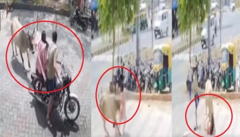 Viral Video: ʼಬುಲೆಟ್‌ʼ ಇಳಿದು ಓಡಿದ್ರೂ ಅಟ್ಟಾಡಿಸಿ ಮಹಿಳೆಗೆ ತಿವಿದ ಹಸು!