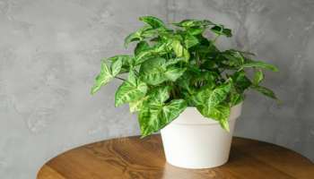 Money Plant Vastu: ಈ ಮೂಲೆಯಲ್ಲಿ ಮನಿ ಪ್ಲಾಂಟ್‌ ಇಟ್ಟರೆ ಧನಲಕ್ಷ್ಮಿ ಒಲಿಯುವಳು.. ಹಣದ ಹೊಳೆಯೇ ಹರಿಯುವುದು! 