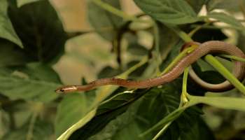 Snake Attract Plants: ಮನೆಯ ಸುತ್ತ ಈ ಗಿಡಗಳನ್ನು ತಪ್ಪಿಯೂ ಬೆಳೆಸಬೇಡಿ… ಹಾವುಗಳು ಬರುತ್ತೆ!