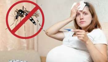 Dengue: ಗರ್ಭಾವಸ್ಥೆಯಲ್ಲಿ ಡೆಂಗ್ಯೂ ಲಕ್ಷಣಗಳು ಯಾವುವು?