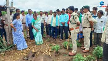 ಎಮ್ಮೆ ಕರುಗಳ ಮೇಲೆ ಚಿರತೆ ದಾಳಿ, ಗ್ರಾಮಸ್ಥರಲ್ಲಿ ಆತಂಕ 