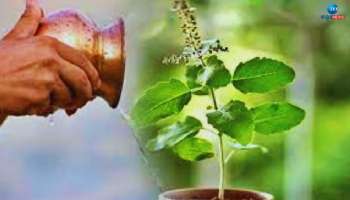 Tulsi Upay: ಪ್ರತಿನಿತ್ಯ ತುಳಸಿಗೆ ಇವುಗಳನ್ನು ಅರ್ಪಿಸಿದರೆ ಹರಸಿ ಬರುತ್ತೆ ಸಂಪತ್ತು 