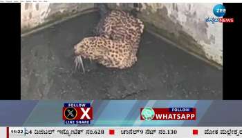 A leopard fell into a water tank