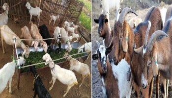 Poultry and goat farming: ಸರ್ಕಾರದಿಂದ ಕೋಳಿ &amp; ಮೇಕೆ ಸಾಕಾಣಿಕೆಗೆ ಸಾಲ ಸೌಲಭ್ಯಕ್ಕೆ ಅರ್ಜಿ ಆಹ್ವಾನ!