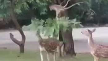 amazing friendship between monkey and deer