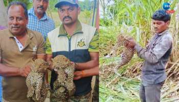 ಕಬ್ಬು ಕಟಾವು ಮಾಡುತ್ತಿದ್ದಾಗ 2 ಚಿರತೆ ಮರಿ ಪತ್ತೆ: ಅಮ್ಮನಿಗಾಗಿ ಕಾದ ಅರಣ್ಯ ಇಲಾಖೆ