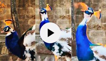 Viral video: ಬಾಯಲ್ಲಿ ಬೆಂಕಿ ಉಗುಳಿದ ನವಿಲು! ವಿಡಿಯೋ ನೋಡಿ ಶಾಕ್‌ ಆದ ನೆಟ್ಟಿಗರು