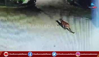 Leopard entered village near Bannerghatta