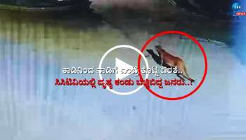ಕಾಡಿನಿಂದ ನಾಡಿಗೆ ಎಂಟ್ರಿ ಕೊಟ್ಟ ಚಿರತೆ.. ಸಿಸಿಟಿವಿಯಲ್ಲಿ ದೃಶ್ಯ ಕಂಡು ಬೆಚ್ಚಿಬಿದ್ದ ಜನರು: ವಾಚ್ ವಿಡಿಯೋ 