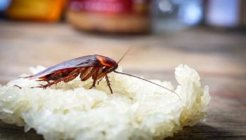 Home Hacks: ಮನೆಯಲ್ಲಿ ಜಿರಳೆಗಳ ಕಾಟ ಹೆಚ್ಚಾಗಿದ್ರೆ ಈ ರೀತಿ ಮಾಡಿ   