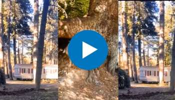 Viral video:  ಮನುಷ್ಯರಂತೆ ನಡೆದಾಡುತ್ತಿದೆ ಈ ಮರ! ವಿಡಿಯೋ ನೋಡಿ ನಿಮ್ಮ ಕಣ್ಣುಗಳನ್ನು ನೀವೆ ನಂಬಲ್ಲ