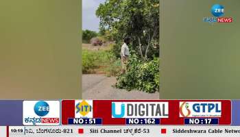 tree cut in yaramaras of raichur district 