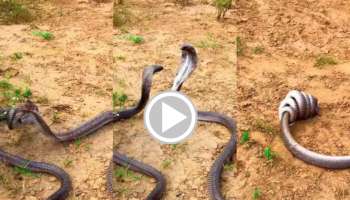 Viral Video: ಇದೇ ಅನ್ಸುತ್ತೇ ಜಗತ್ತಿನ ಮೂರನೇ ಮಹಾಯುದ್ಧ..! ಈ ಎರಡು ಹಾವುಗಳ ಕಾಳಗದ ಕೊನೆಗಿದೆ ಬಿಗ್‌ ಟ್ವಿಸ್ಟ್‌! ನಿವಂದುಕೊಂಡಂತಲ್ಲ..  