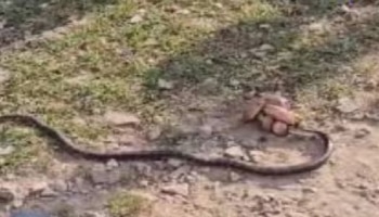 Viral Video: ಎರಡು ತಲೆಯ ಹಾವು ಮತ್ತು ನಾಗರಹಾವಿನ ನಡುವಿನ ಕಾಳಗದಲ್ಲಿ ಕಾದಿತ್ತು ಅಚ್ಚರಿ...! ಅಲ್ಲಿ ನಡೆದ ಕಾದಾಟದಲ್ಲಿ ಮುಂದಾಗಿದ್ದೇನು? 