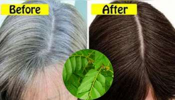 ಹರಳೆಣ್ಣೆಗೆ ಈ ಎಲೆ ಬೆರೆಸಿ ಹಚ್ಚಿದ್ರೆ ಹತ್ತೇ ನಿಮಿಷದಲ್ಲಿ ಬಿಳಿ ಕೂದಲು ಕಪ್ಪಾಗುತ್ತವೆ! ಮತ್ತೆಂದೂ ಬೆಳ್ಳಗಾಗಲ್ಲ!! 