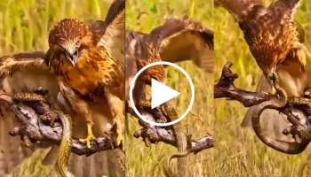 Viral Video: ಹದ್ದು ಹಾವನ್ನು ಬೇಟೆಯಾಡುವುದನ್ನು ಎಂದಾದರೂ ಕಂಡಿದ್ದೀರಾ? ಮೈ ಜುಮ್ಮೆನಿಸುವ ರಿಯಲ್‌ ವಿಡಿಯೋ ಒಮ್ಮೆ ನೋಡಿ