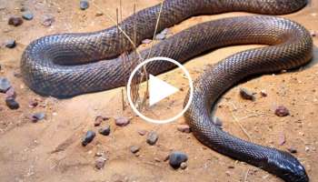 Blue Snake Video: ಅಪರೂಪದ ನೀಲಿ ಹಾವನ್ನು ಎಂದಾದರೂ ಕಂಡಿದ್ದೀರಾ? ಇದು ನೋಡೋಕೆ ಎಷ್ಟು ಚಂದಾನೋ ಅಷ್ಟೇ ಡೇಂಜರಸ್‌ ಕೂಡ!!   