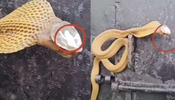 Viral Video: ತಲೆಯ ಮೇಲೆ ನಾಗಮಣಿ ಹೊತ್ತು ಓಡಾಡುತ್ತಿರುವ ನಾಗರಾಜನ ಅಪರೂಪದ ವಿಡಿಯೋ ವೈರಲ್! ‌