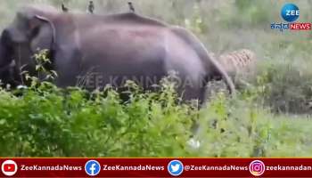 Waiting to hunt baby elephant then Tiger escape in fear 