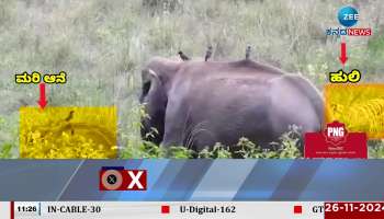 Bandipura Elephant And Tiger video viral 