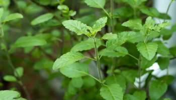 ಮನೆಯಂಗಳದಲ್ಲಿಯೇ ಸಿಗುವ ಈ ಪುಟ್ಟ ಗಿಡದ ಎಲೆಯನ್ನು ಜಗಿದು ನುಂಗಿ: ತಿಂಗಳುಗಟ್ಟಲೆ ಬ್ಲಡ್‌ ಶುಗರ್‌ ಸ್ಪಲ್ಪವೂ ಹೆಚ್ಚಾಗದಂತೆ ನಾರ್ಮಲ್‌ ಇರಿಸುತ್ತದೆ