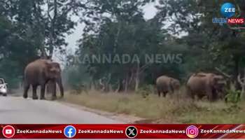 Elephant walks through fog scares riders Video viral