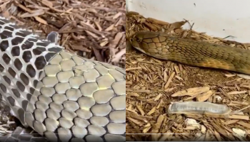 Snake Video: ಹಾವು ಪೊರೆ ಬಿಡುವ ರೋಮಾಂಚಕ ವಿಡಿಯೋ ವೈರಲ್‌