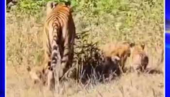 Tiger and cubs spotted at year end: tourists Thrilled 