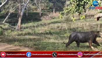 Hebbuli darshan for those who came to safari