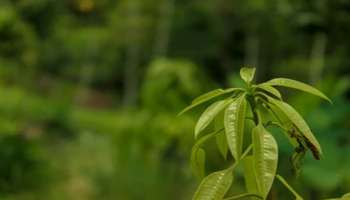 ಸೊಂಟ ಮತ್ತು ಹೊಟ್ಟೆಯ ಕೊಬ್ಬು ಬೆಣ್ಣೆಯಂತೆ ಕರಗಿಸುತ್ತೆ ಈ ಮರದ ಚಿಗುರೆಲೆ: ಚೆನ್ನಾಗಿ ಜಗಿದು ರಸ ನುಂಗಿದರೆ ಮಧುಮೇಹಕ್ಕೂ ಅಮೃತವಾಗುವುದು