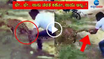 ನಾಯಿಯಂತೆ 'ಚಿರತೆ' ಬಾಲ ಹಿಡಿದು ಬಲೆಗೆ ಎಸೆದ ಭೂಪ: ವೀಡಿಯೋ ವೈರಲ್ 