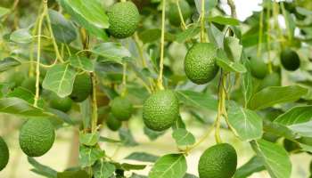 ಇದು ಹಣ್ಣಲ್ಲ ಅಮೃತಕ್ಕೆ ಸಮ.. ದಿನನಿತ್ಯ ತಿಂದರೆ ಕೊಲೆಸ್ಟ್ರಾಲ್ ನಿಯಂತ್ರಿಸಿ ಹಾರ್ಟ್‌ಅಟ್ಯಾಕ್‌ ಆಗದಂತೆ ತಡೆಯುತ್ತೆ! ಬಿಪಿ ಕೂಡಾ ಕಂಟ್ರೋಲ್‌ ಇರುತ್ತೆ.. 